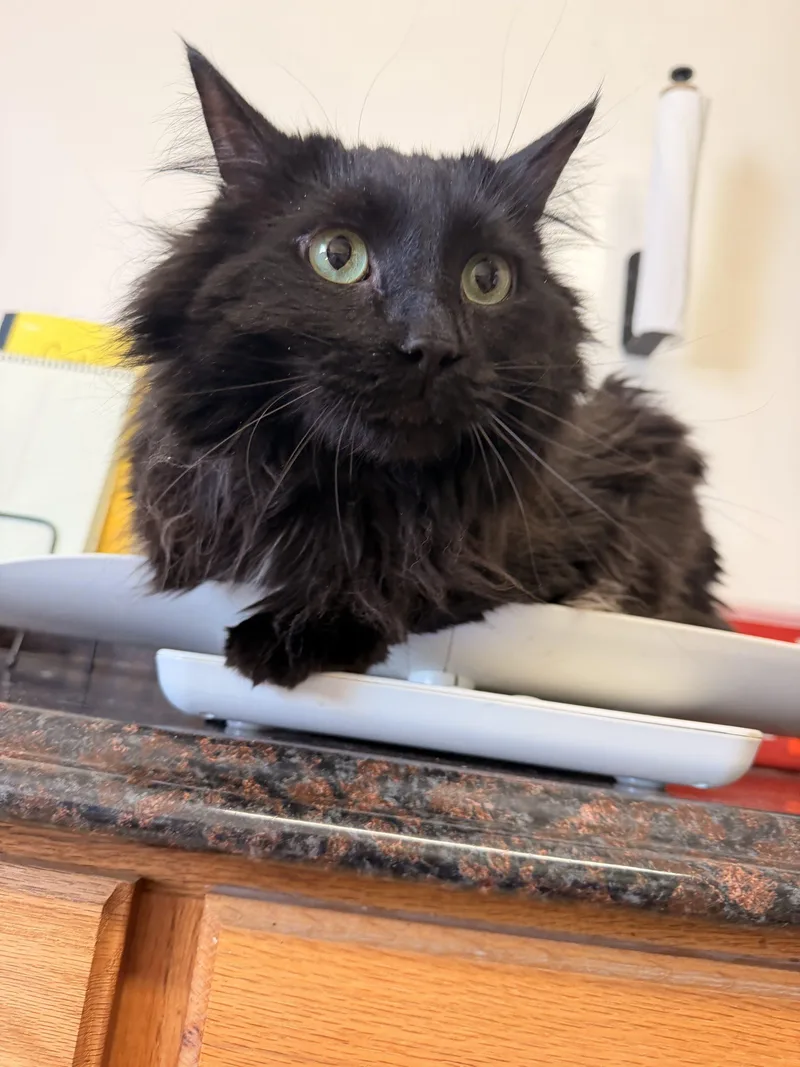 Soot