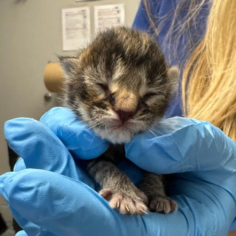 A baby small-sized male Black Domestic Short Hair cat named Phineas for adoption in Greenville, SC