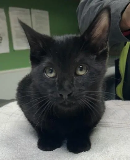 A young medium-sized female Domestic Short Hair cat named Christmas for adoption in Kansas City, MO