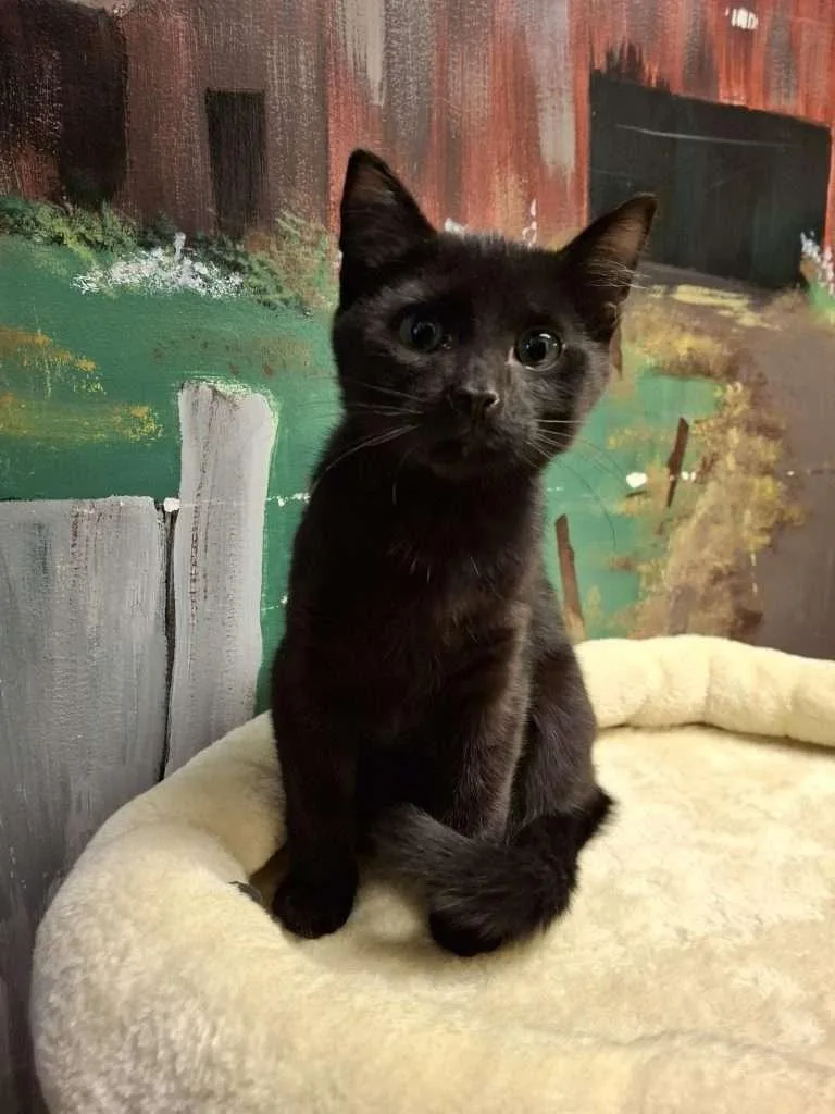 Peppermint thumbnail 2