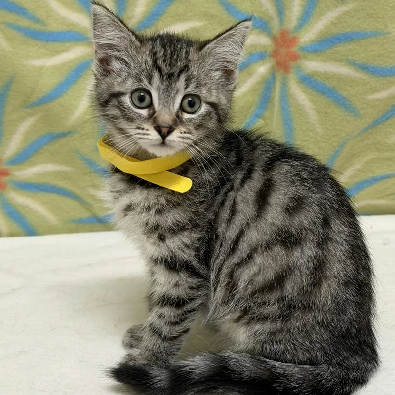 A baby medium-sized female Tabby (Gray / Blue / Silver) Domestic Short Hair cat named Figlet for adoption in Libertyville, IL
