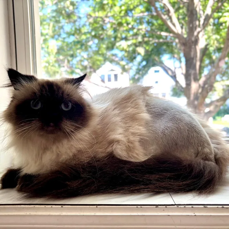 An adult small-sized female Cream / Ivory Himalayan cat named Captain Bailey for adoption in Plainfield, IL