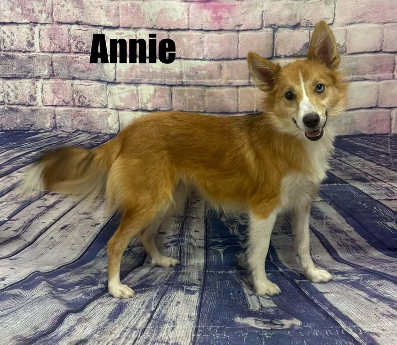 Annie thumbnail 2