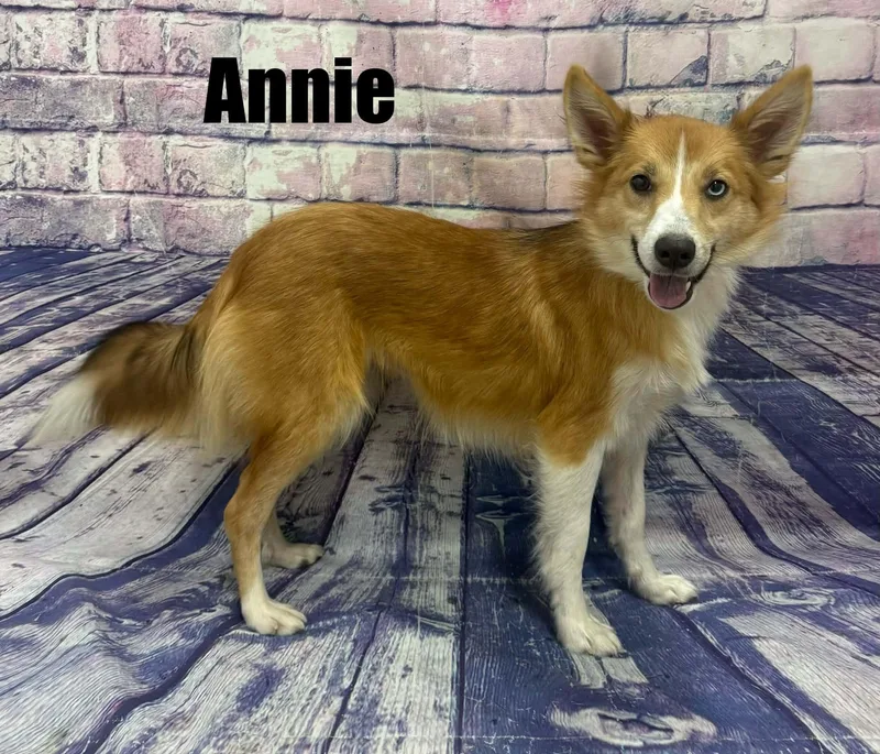 Annie thumbnail 3