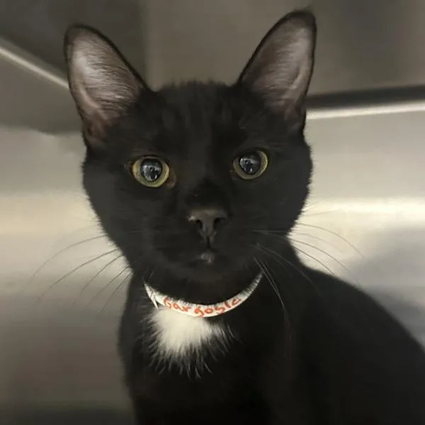 A baby small-sized male Domestic Short Hair cat named Gargoyle for adoption in Walnut Creek, CA
