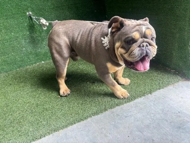 An adult medium-sized male American Bulldog dog named Churchill for adoption in Lancaster, CA