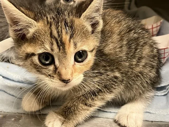 A baby small-sized female Domestic Short Hair cat named Lorien for adoption in Tustin, CA