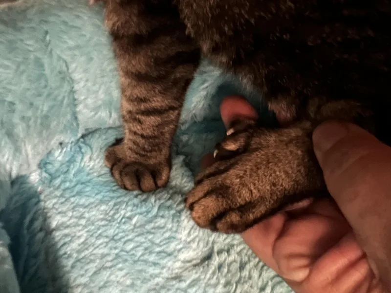 Mable Manx thumbnail 2