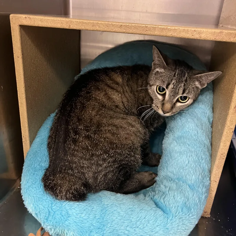 Mable Manx thumbnail 3