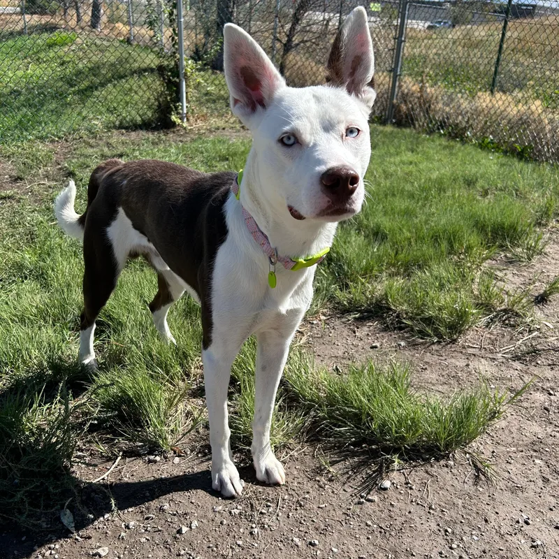 A young medium-sized male Pit Bull Terrier dog named Bandit for adoption in Lindon, UT