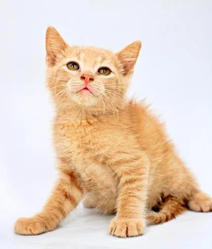 A baby small-sized male Domestic Medium Hair cat named Spongebob for adoption in Morton Grove, IL