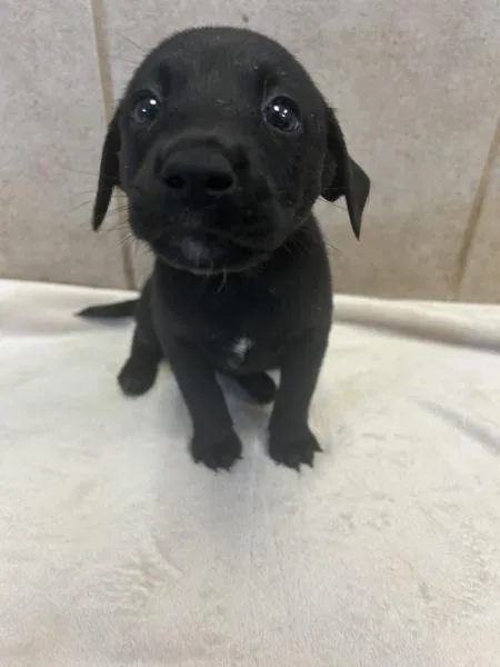 A baby medium-sized female Australian Cattle Dog / Blue Heeler dog named Panda for adoption in Osage Beach, MO