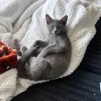 A baby small-sized female Gray / Blue / Silver Domestic Short Hair cat named Mangosteen for adoption in Richmond, VA