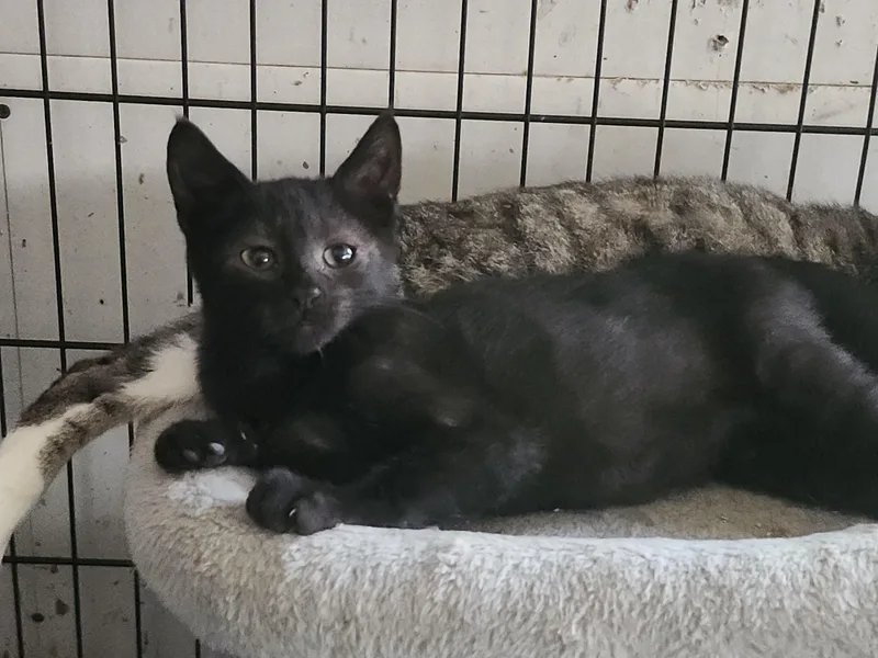 A baby small-sized male Domestic Short Hair cat named Maus for adoption in Long Beach, CA