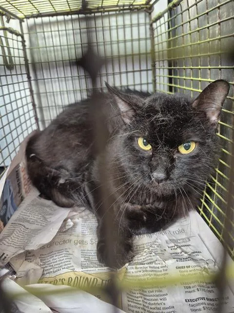 An adult medium-sized male Domestic Medium Hair cat named Jack for adoption in San Antonio, TX