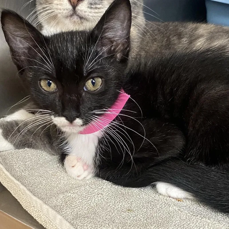 A baby small-sized female Black Domestic Short Hair cat named Licorice for adoption in Columbus, GA