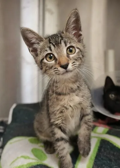 A young small-sized female Domestic Short Hair cat named Uzi for adoption in Aiken, SC