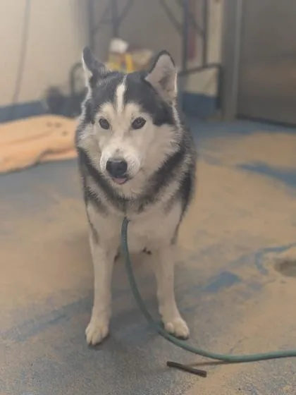 An adult medium-sized male Siberian Husky dog named Malachi for adoption in Inverness, FL