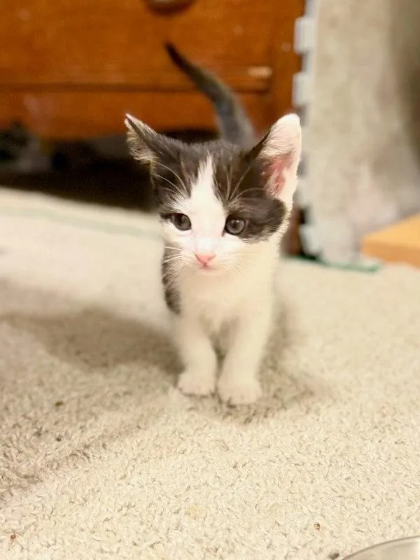 A baby small-sized female Domestic Short Hair cat named Montreal for adoption in Bonsall, CA