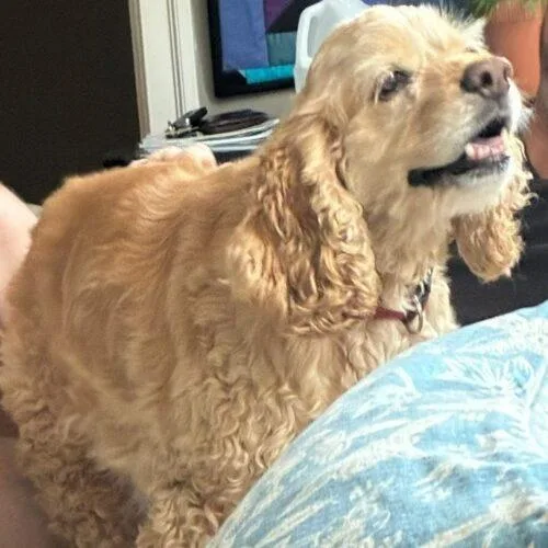 A senior small-sized male Cocker Spaniel dog named Buddy M for adoption in Parker, CO