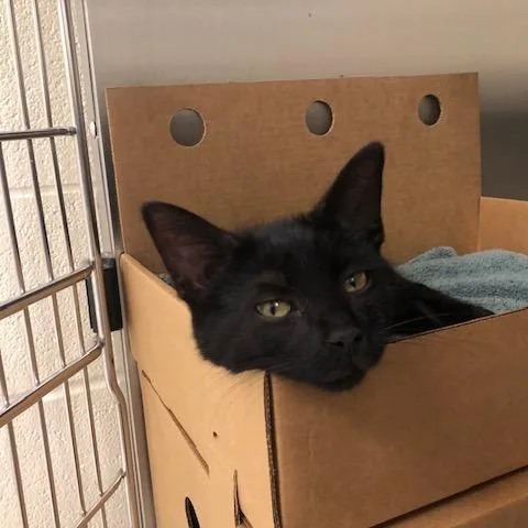 A baby small-sized male Black Domestic Short Hair cat named Edward for adoption in Novelty, OH