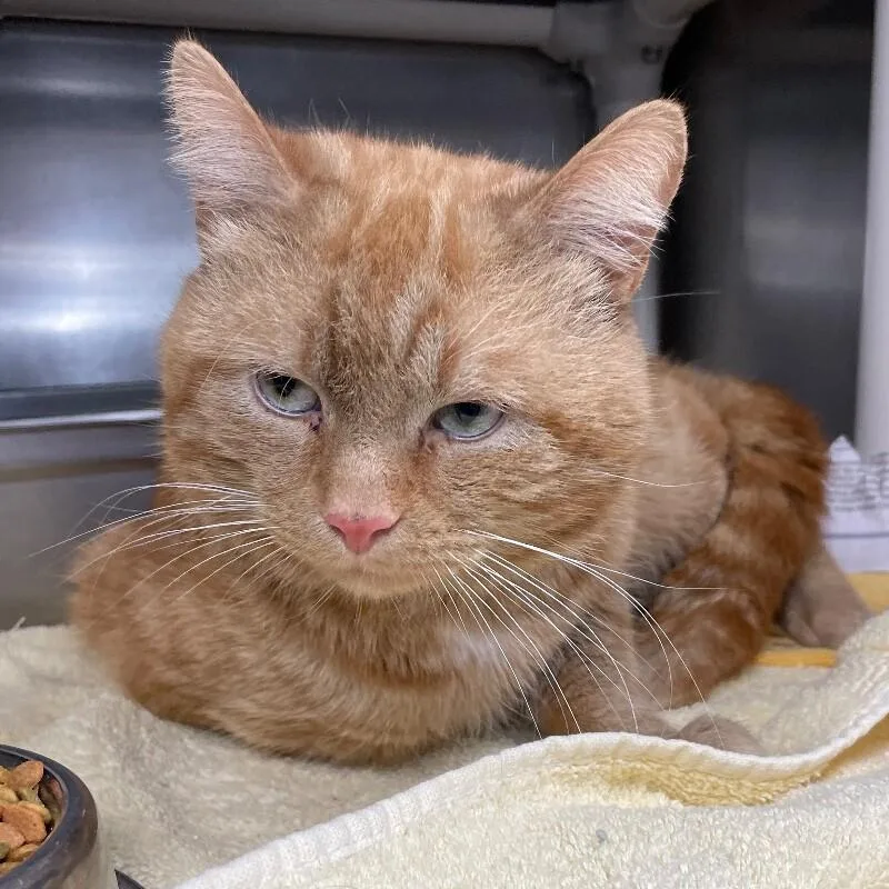 An adult medium-sized male Domestic Short Hair cat named Macaroon for adoption in Roanoke, VA