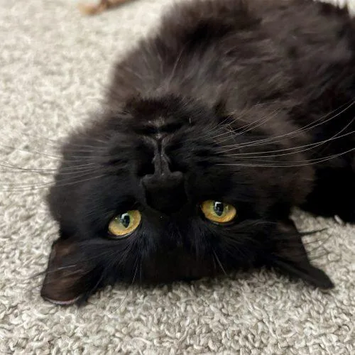 A young small-sized male Domestic Long Hair cat named Button for adoption in Knoxville, TN