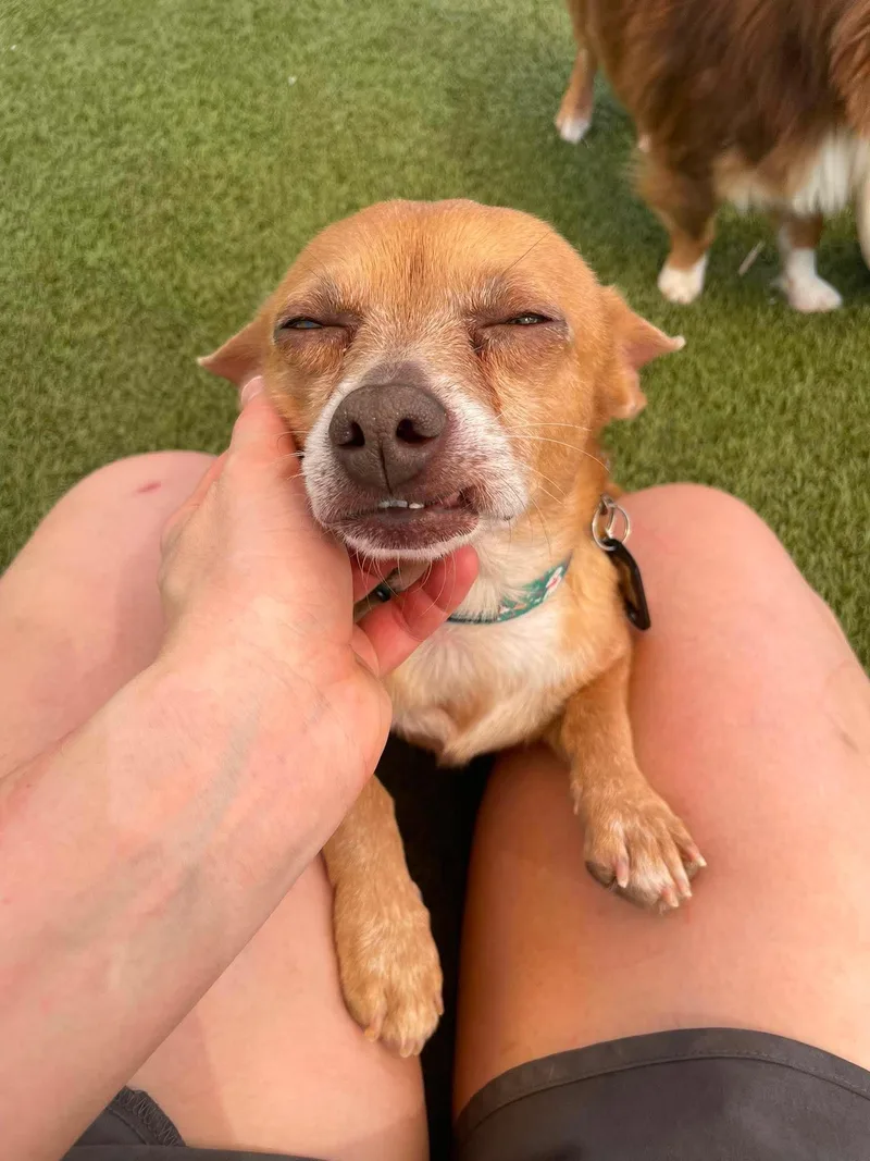 A senior small-sized male Yellow / Tan / Blond / Fawn Chihuahua dog named McCoy for adoption in Phoenix, AZ