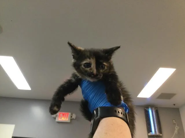 A baby small-sized female Domestic Short Hair cat named A for adoption in Thousand Palms, CA