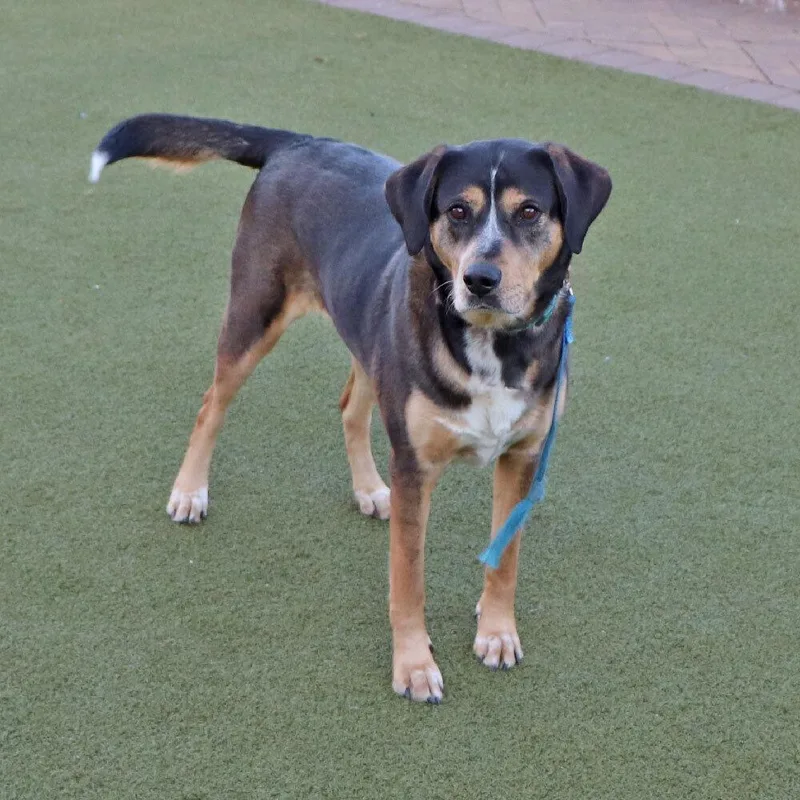 An adult large-sized male Black Shepherd dog named LA Buster for adoption in Port Washington, NY