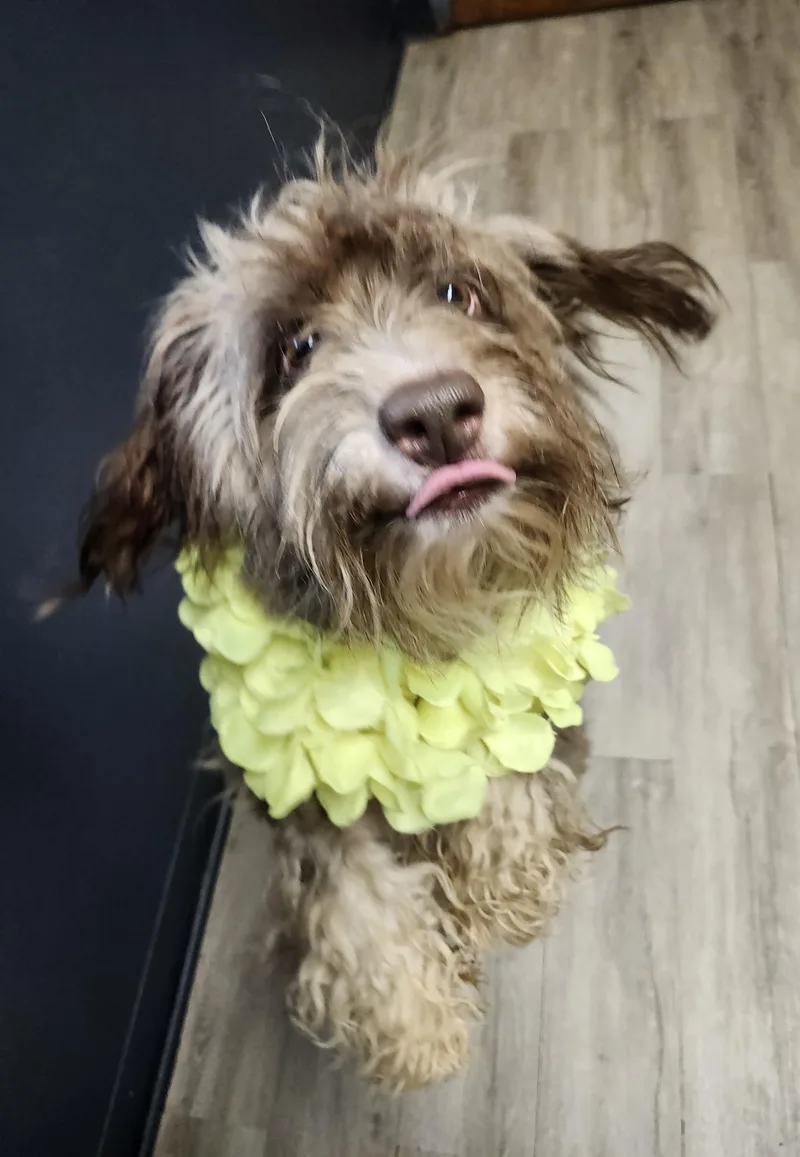 An adult small-sized female Brown / Chocolate Miniature Poodle dog named Loitering for adoption in Mansfield, OH