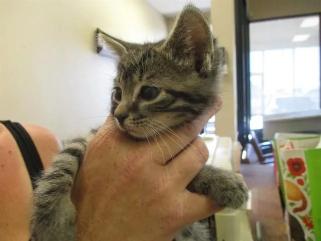A baby small-sized male Domestic Short Hair cat named Blue for adoption in Ocala, FL