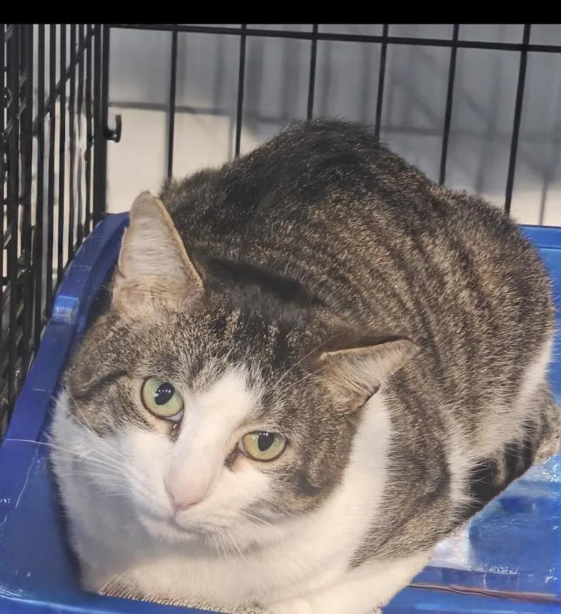 A young medium-sized male Domestic Short Hair cat named Newt for adoption in Ozone Park, NY