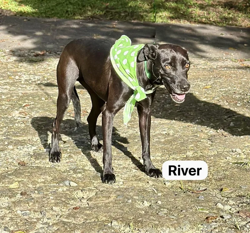 An adult medium-sized female Black Labrador Retriever dog named River for adoption in Punta Santiago, PR