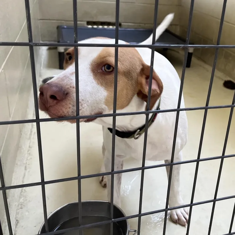 A baby medium-sized female White / Cream Pit Bull Terrier dog named Minerva Minnie for adoption in Clarksville, VA