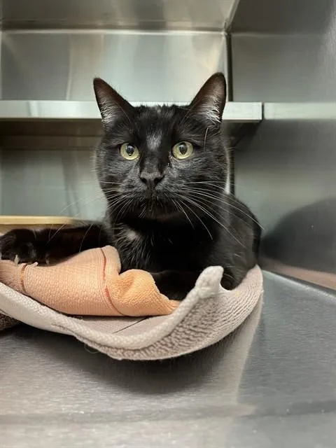 A young small-sized female Domestic Short Hair cat named Vesper for adoption in Lees Summit, MO