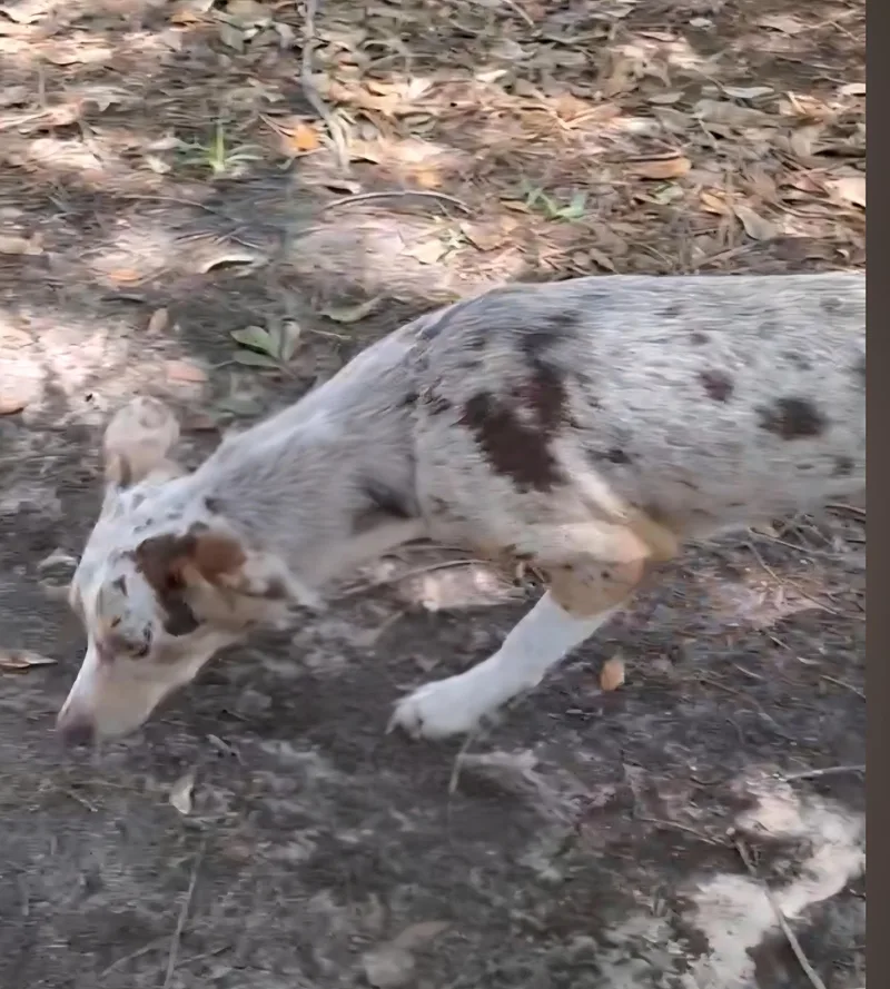 An adult medium-sized female Merle (Red) Catahoula Leopard Dog dog named Artina Wat for adoption in Missouri City, TX