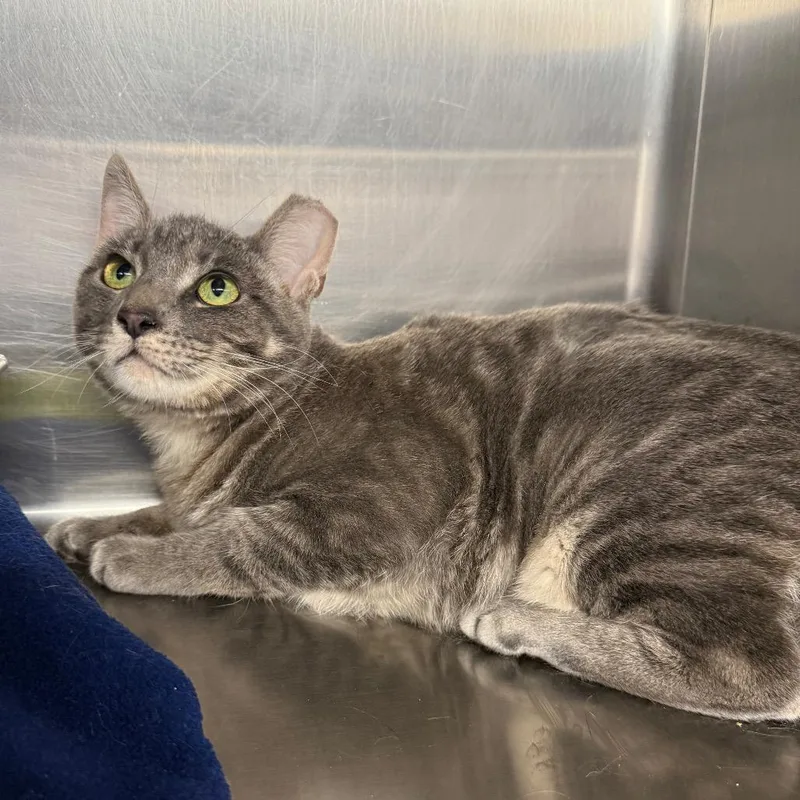 A young medium-sized female Gray / Blue / Silver Domestic Short Hair cat named Heidi for adoption in Spokane, WA