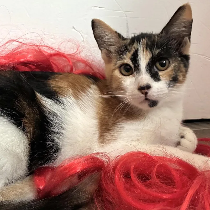 A baby small-sized female Calico Domestic Long Hair cat named Freckles for adoption in Denison, TX