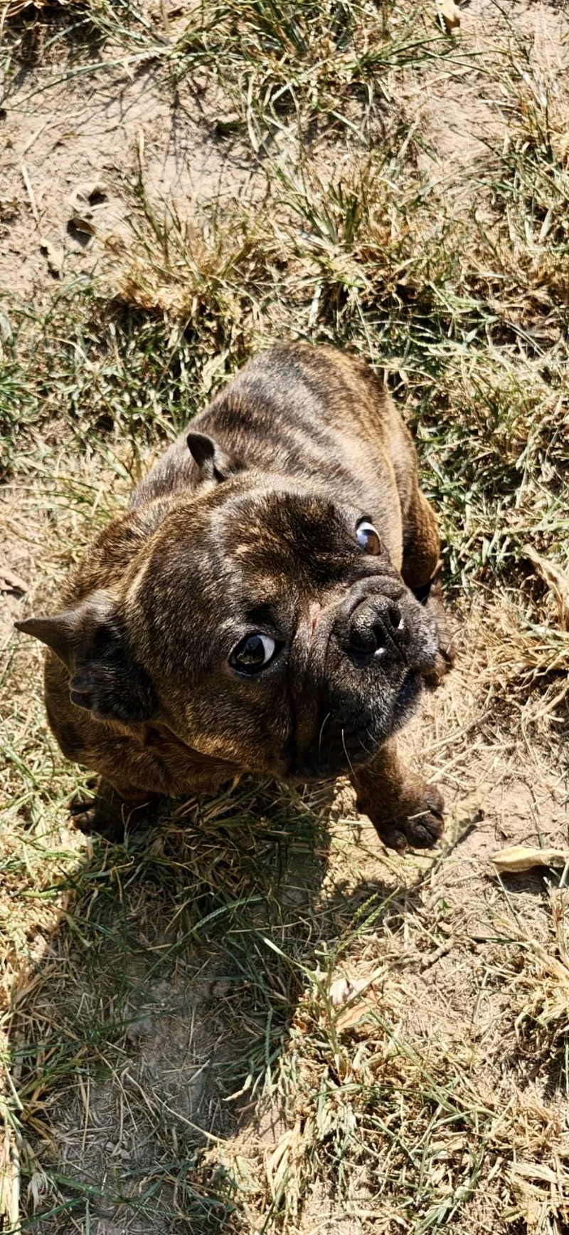 Gizmo