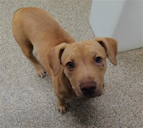 A baby small-sized female Labrador Retriever dog named Aulani for adoption in Albuquerque, NM