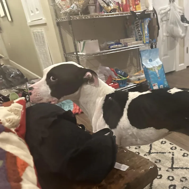 An adult medium-sized female Pit Bull Terrier dog named Nebula for adoption in New Orleans, LA
