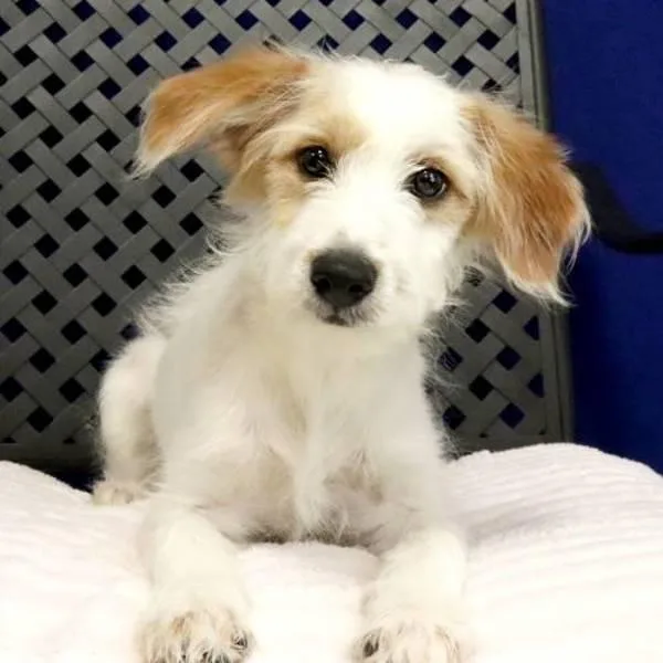 A baby medium-sized female Australian Shepherd dog named Jolene for adoption in Midland, TX