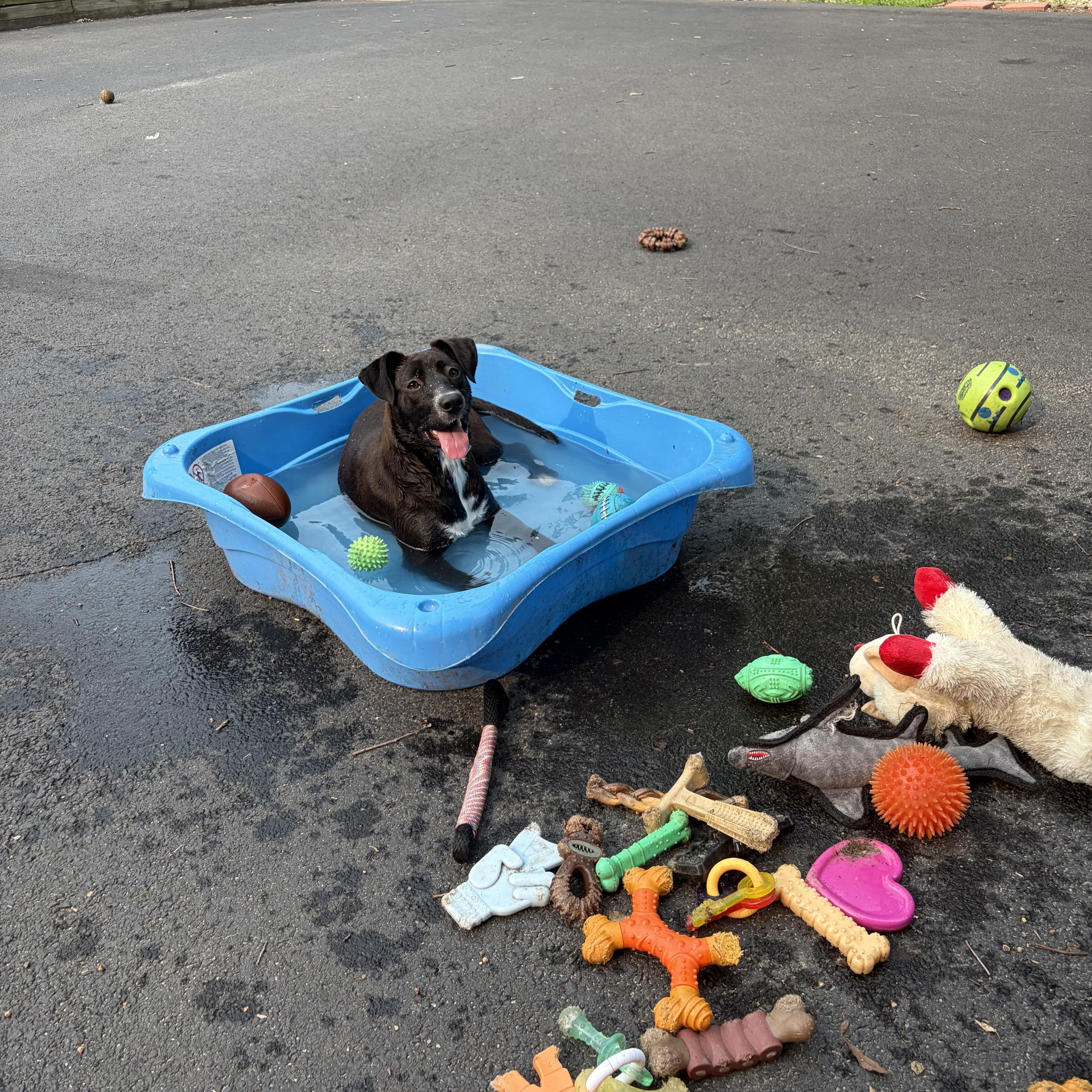 A young medium-sized female Black Labrador Retriever dog named Margaret for adoption in Fredericksburg, VA