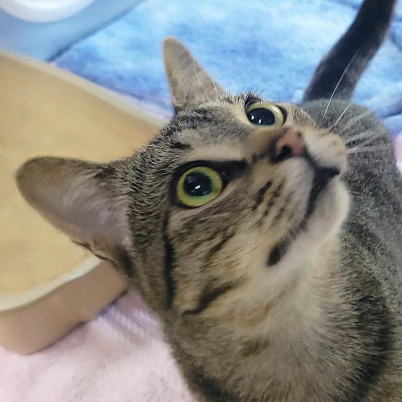 An adult medium-sized male Brown / Chocolate Domestic Short Hair cat named Hoover for adoption in Plover, WI