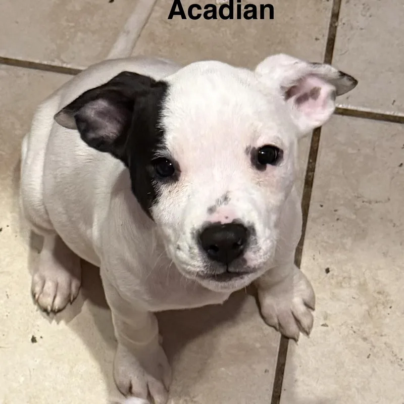 Acadian thumbnail 3