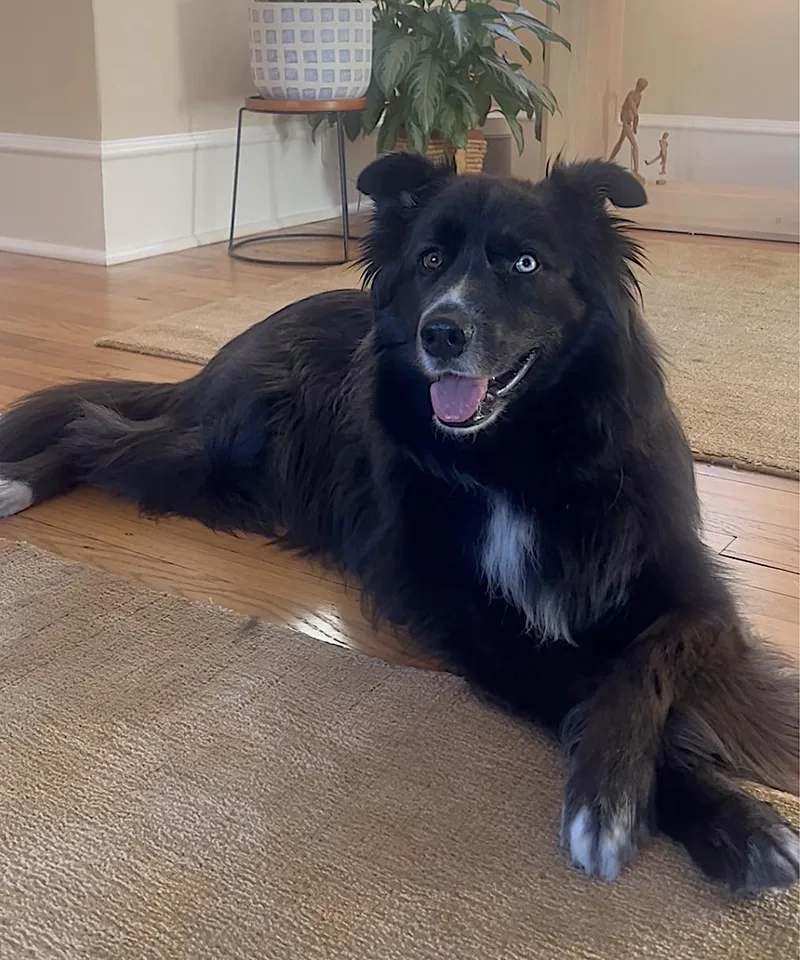 An adult large-sized male Black Siberian Husky dog named Ollie for adoption in Amherst, MA