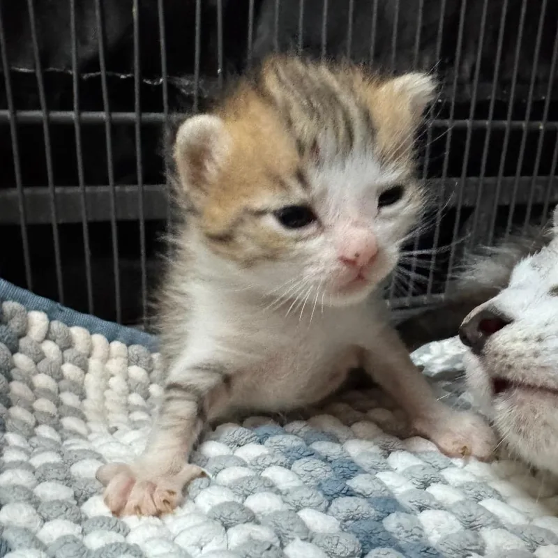 A baby small-sized male White Domestic Short Hair cat named Timmy for adoption in Fredericksburg, TX