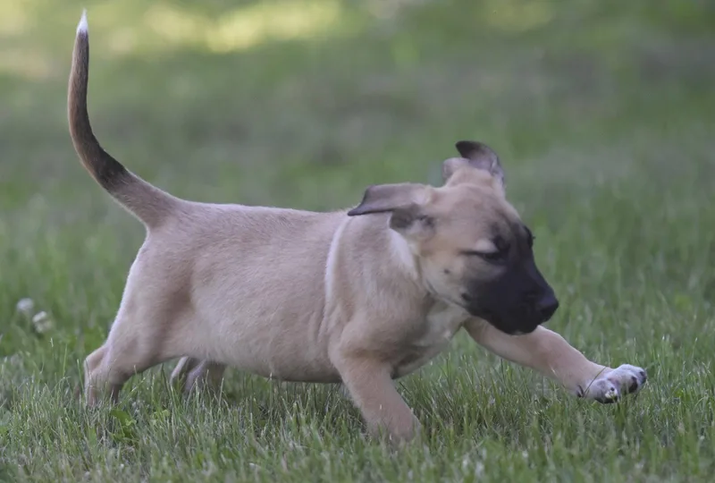 A baby large-sized male Shepherd dog named Harry for adoption in Mechanicsburg, PA