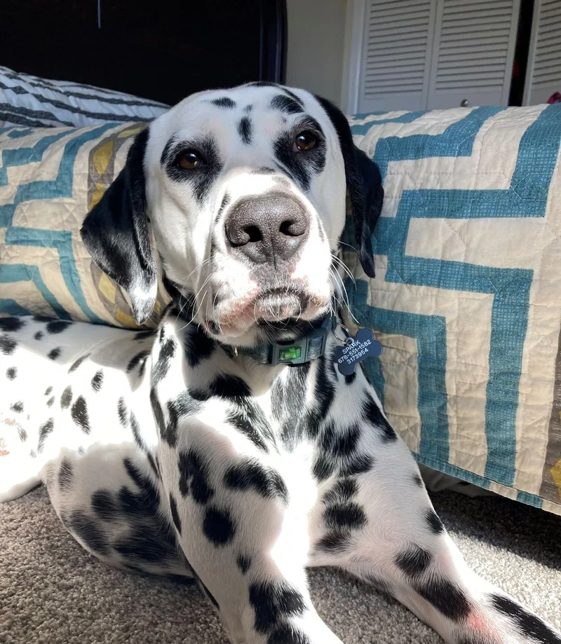 An adult medium-sized male Black Dalmatian dog named SparkEnglewood CO for adoption in San Diego, CA